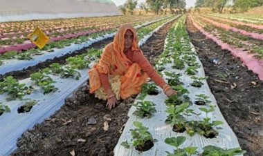 स्ट्रॉबेरी की खेती से जनजातीय किसानों के जीवन में आई मिठास