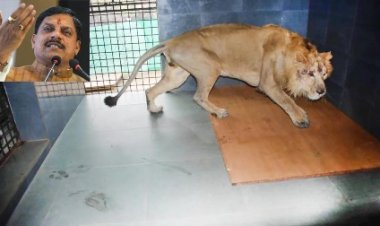 वन विहार, भोपाल में गुजरात से आए दो गिर शेर