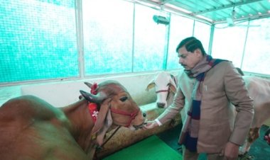 CM मोहन यादव  ने गौशाला में गौ-पूजन कर गौ माता को गुड़-रोटी खिलाई