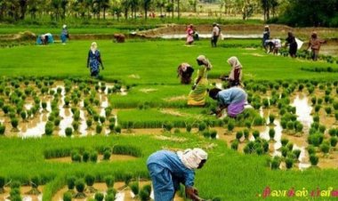 किसानों की समृद्धि के लिये बढ़ाई जा रही है कृषि उत्पादकता