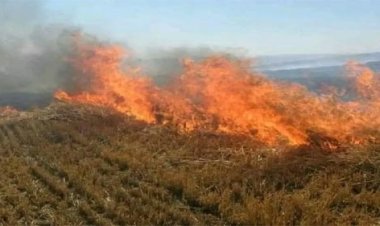 खेतों में नरवाई जलाने पर होगी कार्रवाई : कृषि मंत्री कंषाना