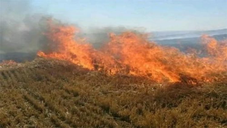 खेतों में नरवाई जलाने पर होगी कार्रवाई : कृषि मंत्री कंषाना