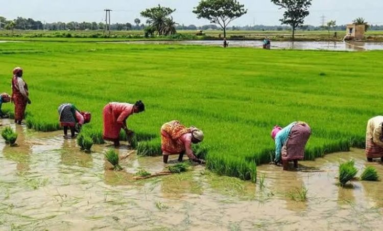 एग्रीस्टेक के तहत छत्तीसगढ़ में 2.64 लाख किसानों का पंजीयन