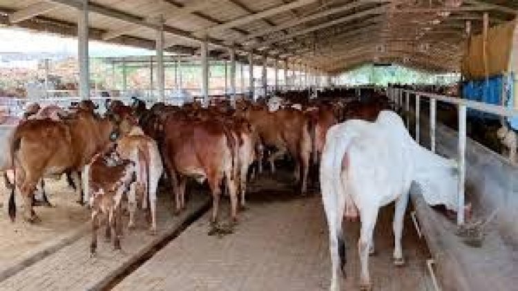 दौसा जिले की 6 पात्र गौशालाओं को 46.44 लाख रूपये की सहायता राशि की प्रशासनिक स्वीकृति जारी: गोपालन मंत्री