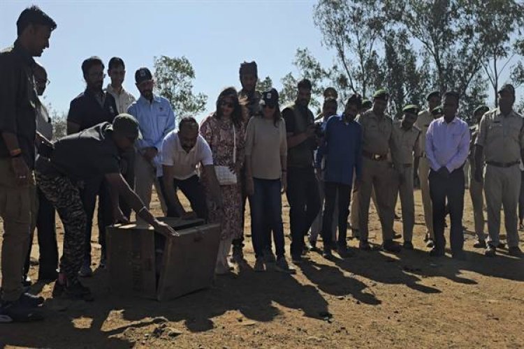 यूरेशियन वल्चर को रायसेन वन मण्डल के सरार बीट में छोड़ा गया