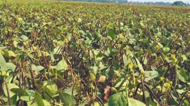 ग्रीष्मकालीन मूंग में खरपतवार नाशकों के उपयोग को करें हतोत्साहित