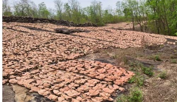 तेंदूपत्ता संग्रहण वनांचल में बना रोजगार और आय का जरिया