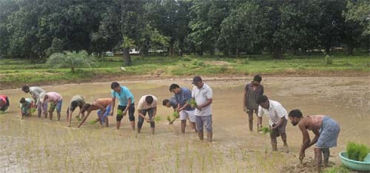 जैविक कृषि की नई पहचान विधि और कतार रोपा से खेतों में क्रांति
