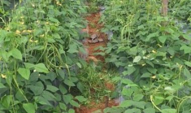 जनजातीय वर्ग के वन-भूमि पट्टेधारी किसानों को सब्जियों के उत्पादन पर मिलेगा विशेष अनुदान