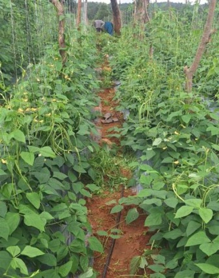 जनजातीय वर्ग के वन-भूमि पट्टेधारी किसानों को सब्जियों के उत्पादन पर मिलेगा विशेष अनुदान