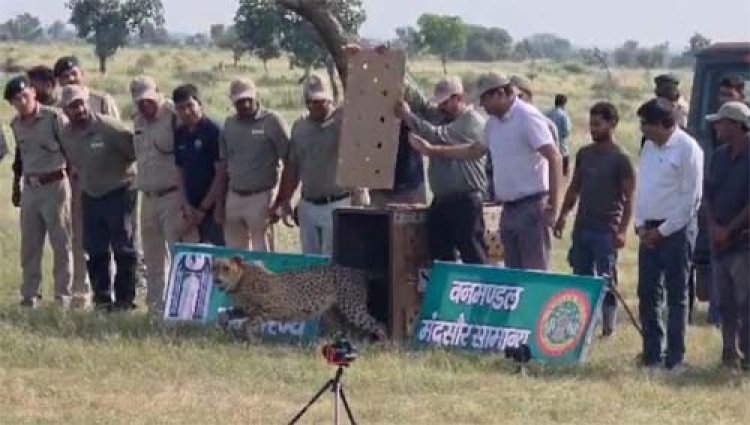 गाँधी सागर अभयारण्य में मादा चीता धीरा को सफलतापूर्वक छोड़ा