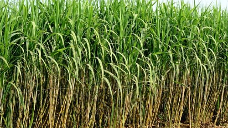 गन्ना कृषकों को 23.29 करोड़ रुपए का भुगतान