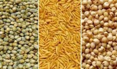 समर्थन मूल्य पर धान, ज्वार, बाजरा उपार्जन के लिए 8 लाख 53 हजार 911 किसानों ने कराया पंजीयन