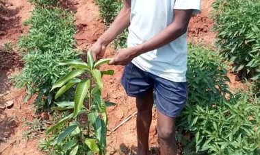 मिर्च की खेती से किसान सायो को मिला आमदनी का नया रास्ता