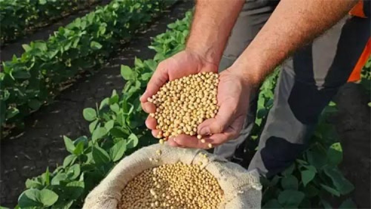 भावांतर योजना के लिए हेल्पलाइन कॉल सेंटर प्रारंभ