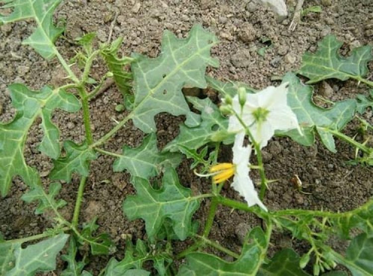 सफेद भटकटैया, अति दुर्लभ पौधा, इसका मिलना किसी चमत्कार से कम नहीं, जानिए इसका महत्व 