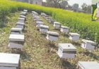 मुख्यमंत्री भजनलाल शर्मा के नेतृत्व में प्रदेश के मधुमक्खी पालकों का हुआ आर्थिक सशक्तीकरण