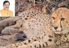 भारत में जन्मी मादा चीता मुखी ने पांच शावकों को जन्म दिया