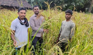 'बड़ा कोसरा' की सफल खेती के लिए किसान देवा मांडवी बना प्रेरक