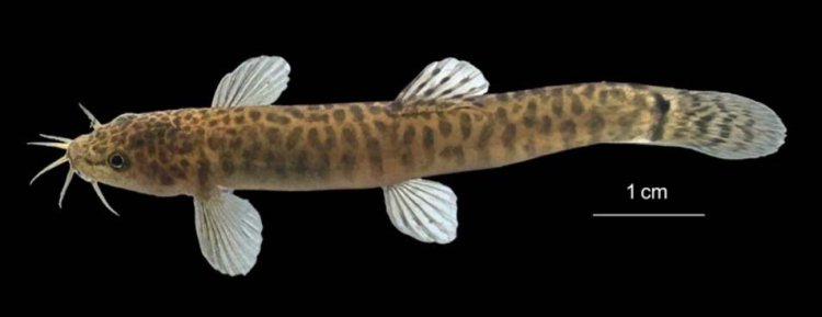 नर्मदा बेसिन में मछलियों की एक नई प्रजाति की हुई खोज