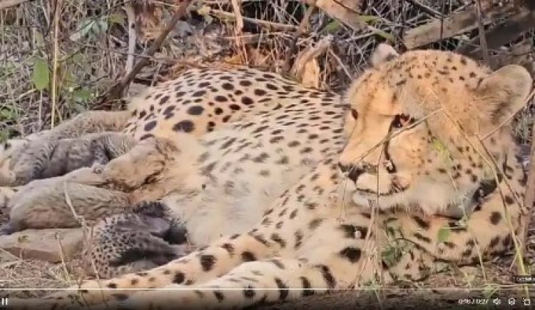 चीता परियोजना के अभूतपूर्व परिणाम, चीतों की संख्या बढ़कर हुई 32