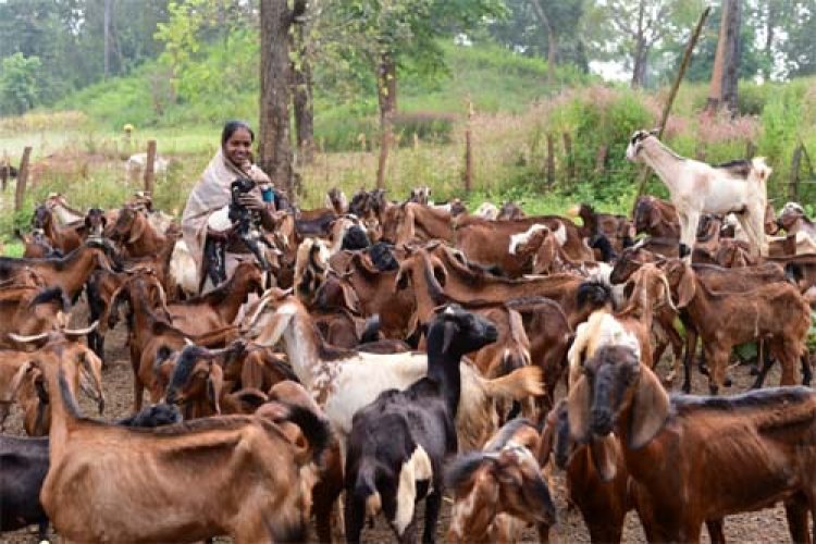 बिहान से गनेशी बाई आत्मनिर्भरता की राह पर