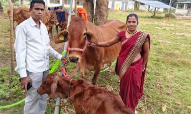 बस्तर संभाग में महिलाएं डेयरी व्यवसाय से बन रही हैं आत्मनिर्भर