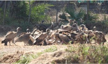 गिद्ध संरक्षण में छत्तीसगढ़ की नई उड़ान : इंद्रावती टाइगर रिजर्व बना देश का मॉडल