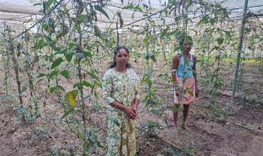 आधुनिक तकनीक से बढ़ा सब्जी का उत्पादन, शिवराम वेक की आय में हुई अच्छी बढ़ोतरी
