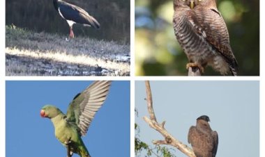 बारनावापारा अभयाण्य में "बर्ड सर्वे 2026" का आयोजन,200 से अधिक पक्षी प्रजातियों का रिकॉर्ड दर्ज