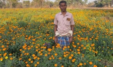 मेरीगोल्ड की खेती से बदली आर्थिक तस्वीर