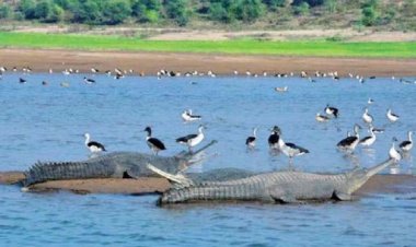 मध्यप्रदेश वन्य-जीव संरक्षण में देश के लिये रोल मॉडल है : बी.सी. चौधरी