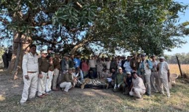 कान्हा से वीरांगना दुर्गावती टाइगर रिज़र्व के लिये नर बाघ रवाना