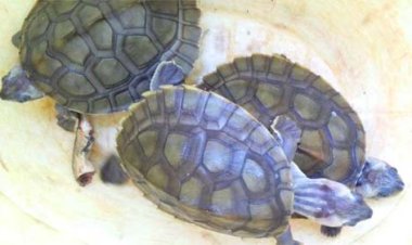 दुर्लभ प्रजाति के 4 नग कछुओं के साथ आरोपी अर्पित झालानी गिरफ्तार