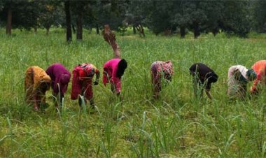 लेमनग्रास की खेती से बदल रही छोटे किसानों की किस्मत