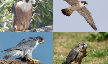 उदंती-सीतानदी में दिखा दुनिया का सबसे तेज़ उड़ने वाला पक्षी पेरेग्रीन फाल्कन