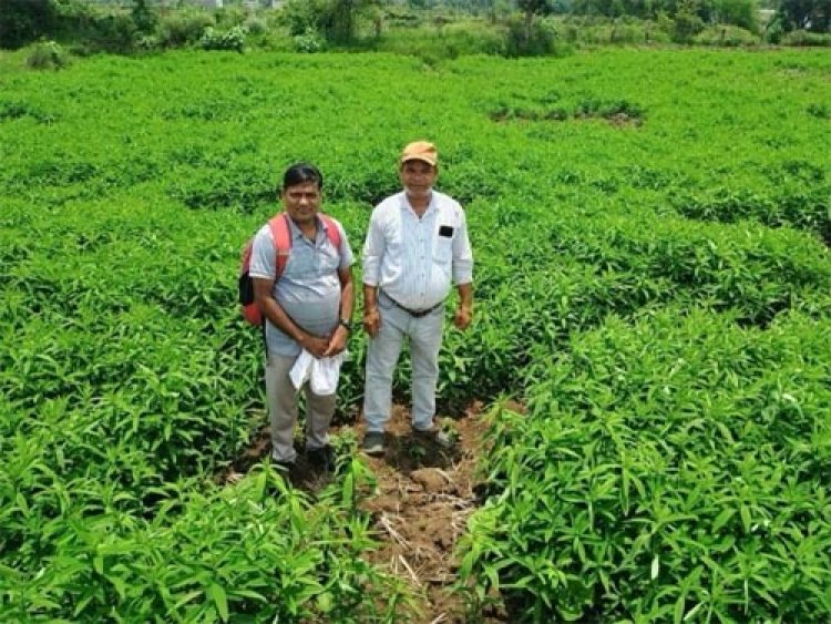 जैविक खेती मिशन योजना लाभकारी साबित हुई, जैविक खेती ने बदली तस्वीर
