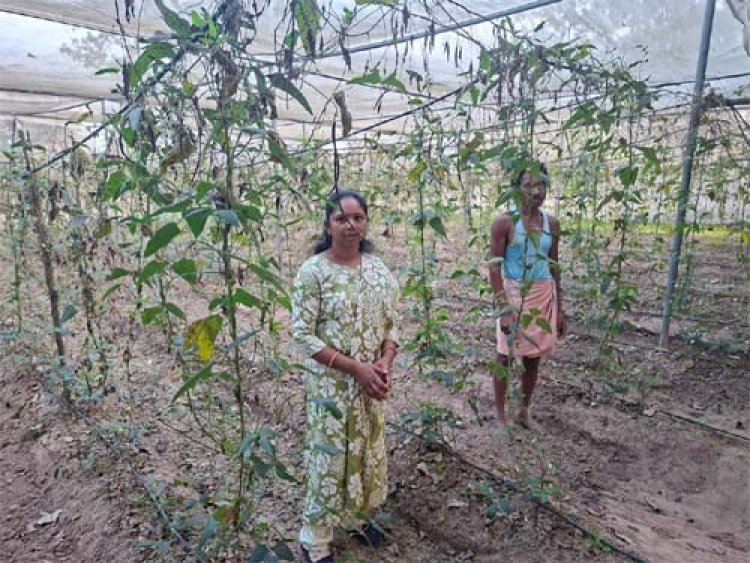 आधुनिक तकनीक से बढ़ा सब्जी का उत्पादन, शिवराम वेक की आय में हुई अच्छी बढ़ोतरी