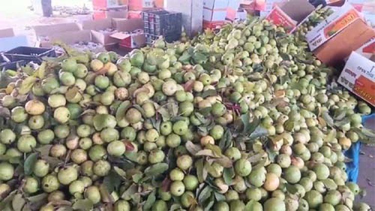 देश में पहली बार अमरूद महोत्सव का आयोजन सवाई माधोपुर में