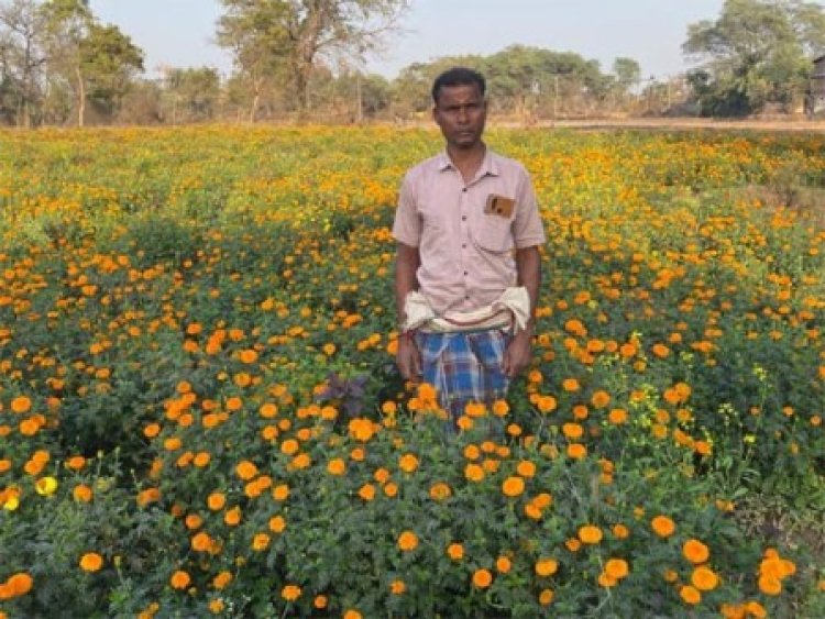 मेरीगोल्ड की खेती से बदली आर्थिक तस्वीर