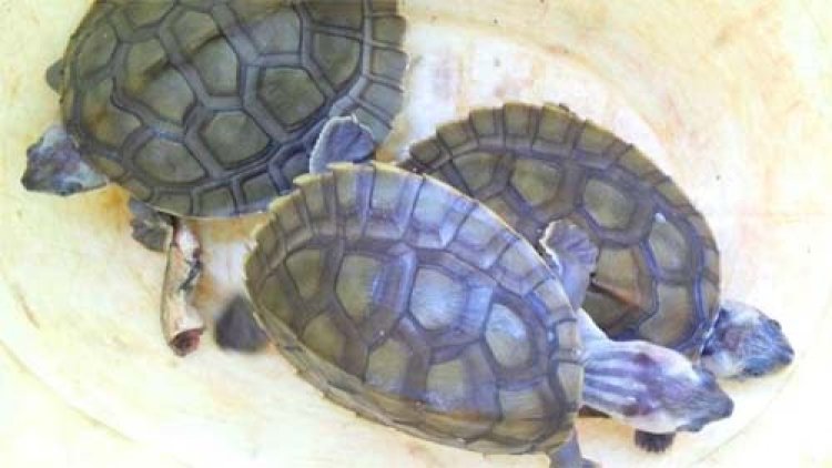 दुर्लभ प्रजाति के 4 नग कछुओं के साथ आरोपी अर्पित झालानी गिरफ्तार