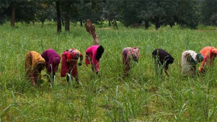 लेमनग्रास की खेती से बदल रही छोटे किसानों की किस्मत
