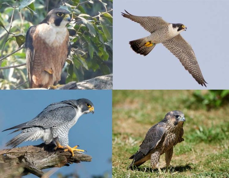 उदंती-सीतानदी में दिखा दुनिया का सबसे तेज़ उड़ने वाला पक्षी पेरेग्रीन फाल्कन