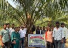 छत्तीसगढ़ के किसानों ने ओडिशा में देखी ऑयल पाम की खेती