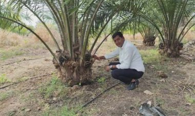 एक एकड़ में सवा लाख रुपए का मुनाफा देने वाला पाम ऑयल की खेती