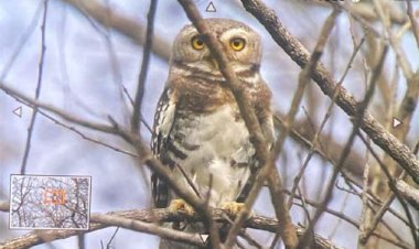 कूनो राष्ट्रीय उद्यान में फॉरेस्ट ऑउलेट का दिखाई देना, शुभ संकेत