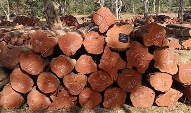 वन विकास निगम में ‘डिजिटल क्रांति‘ और ‘रोजगार संगम‘ का सफल मॉडल