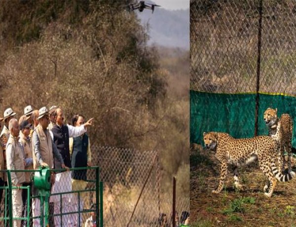 कूनो में चीतों की पुनर्बसाहट जैव विविधता संरक्षण की दिशा में बडा कदम : केन्द्रीय मंत्री यादव