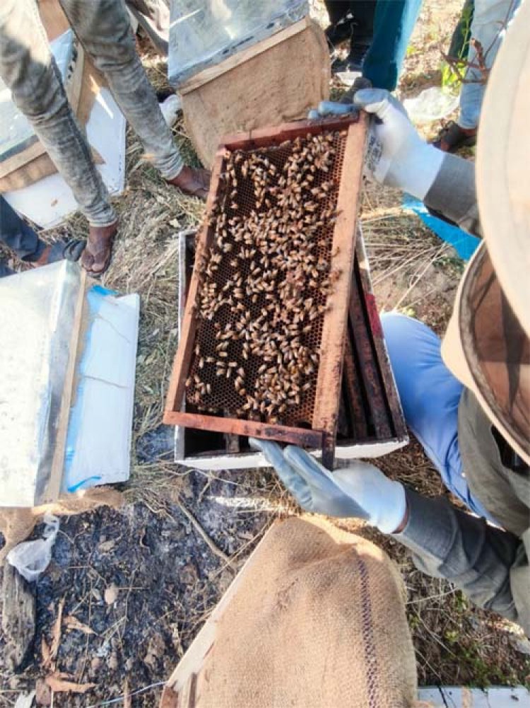 मधुमक्खी पालन से खुला किसानों की आर्थिक समृद्धि का द्वार