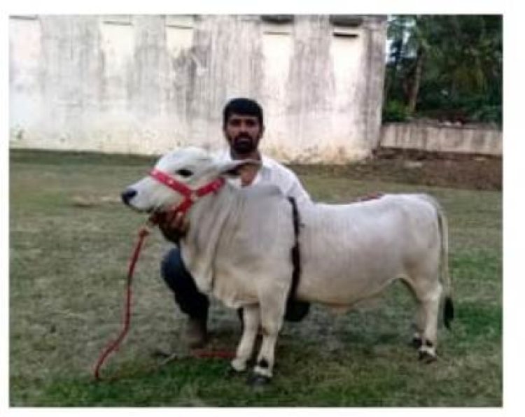 बेटी को बाजार के दूध से अपच हुआ तो पिता ने देशी नस्ल गिर एवं पूंगनूर की गौशाला बना डाली